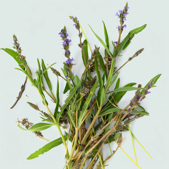 Organic Blue Vervain